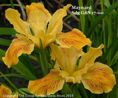 Maynard Sdg GBS 17-00